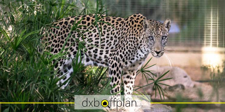 Guide to Sharjah Desert Park