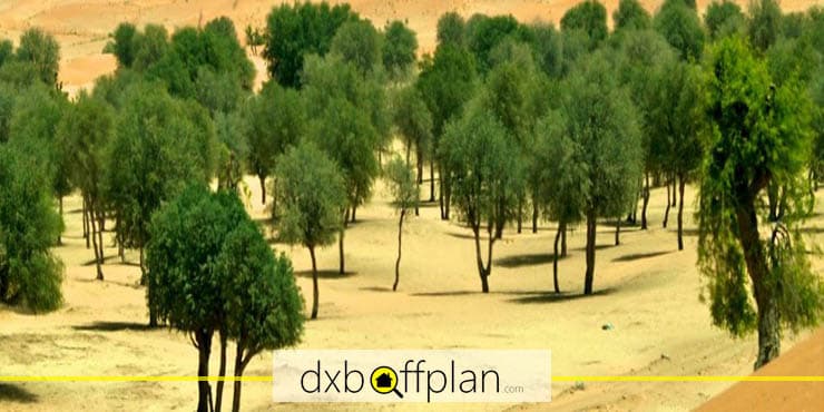 جنگل الهیر دبی کجاست؟
