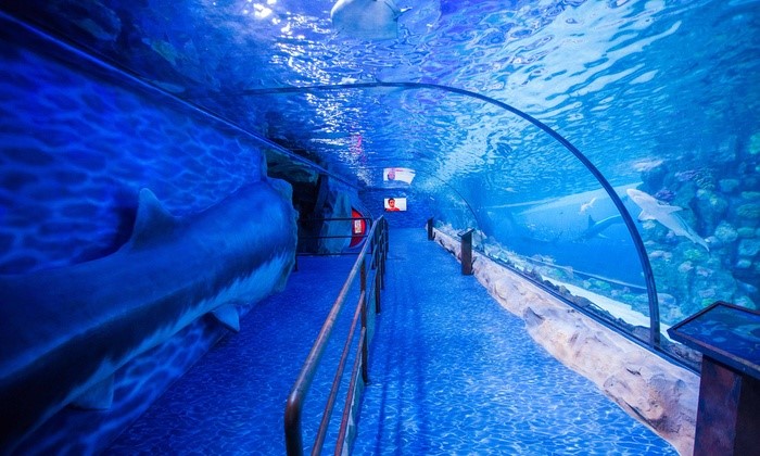 Dubai Aquarium in Dubai Mall At Downtown Dubai, the largest aquarium in the world