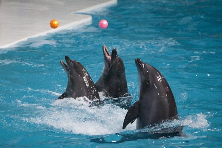 Dubai Dolphinarium in Dubai Creek Park a popular family attraction in Dubai