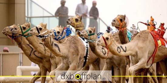 مسابقه شتر سواری، ورزشی هیجان ‌انگیز در امارات