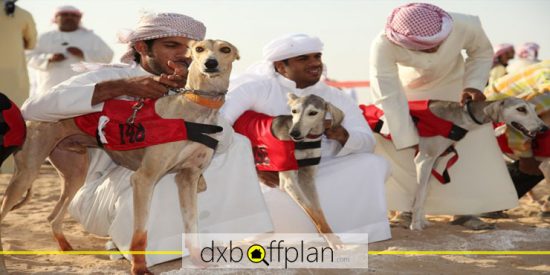 مسابقه سالوکی، یادبود شکار سنتی امارات