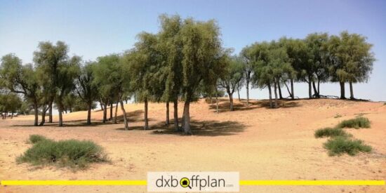 Al Hayer Forest: Dubai's Hidden Oasis