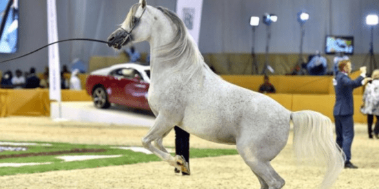 Dubai International Arabian Horse Championship