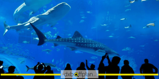 Best Time to Visit Dubai Aquarium and Underwater Zoo